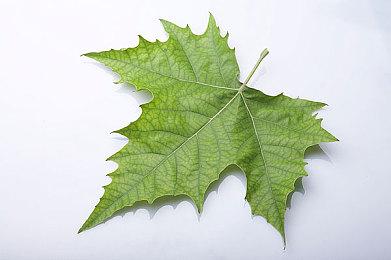 《围攻与沙狐》登陆Steam 银河恶魔城2D动作冒险